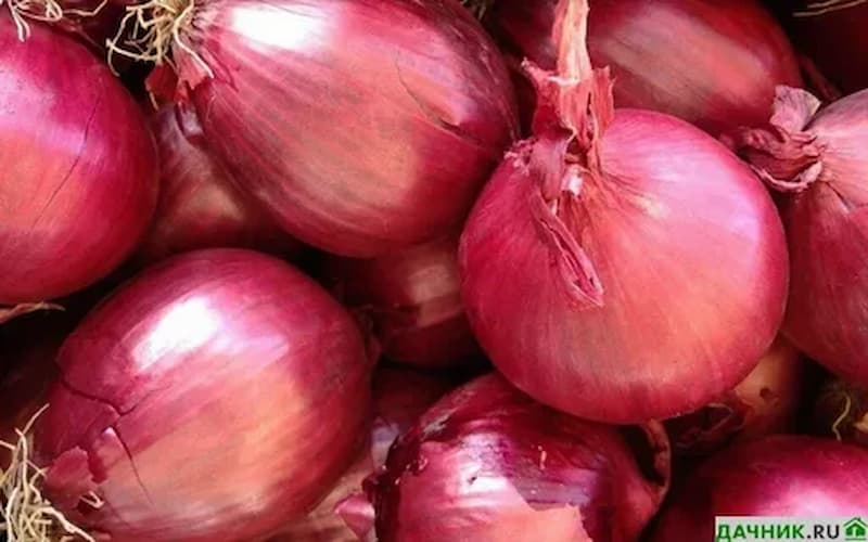 پیاز مخصوص سالاد نرم و تازه برای خام‌ خوردن